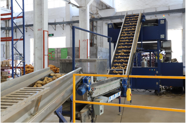 New  machine launched--Root and fruit weighing and packaging machine