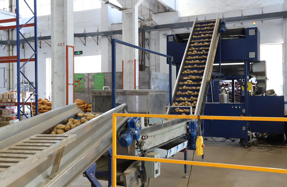 Root and Fruit Sorter